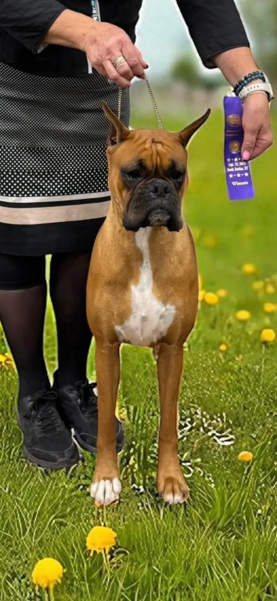 Photo of a real fawn Boxer dog at a dog show